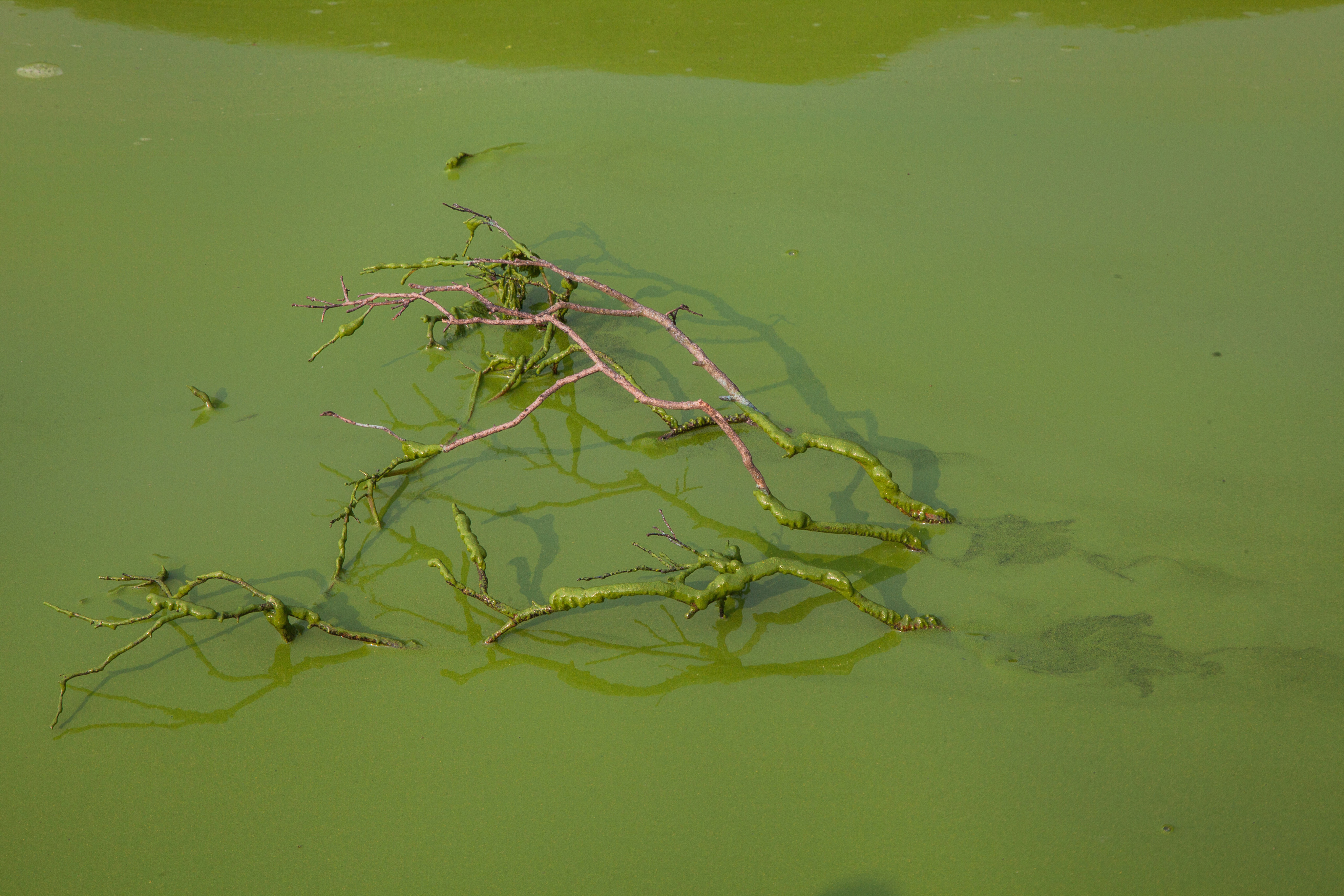 serious-pollution-in-china-s-taihu-lake-cyanobacteria-shutterstock403759375